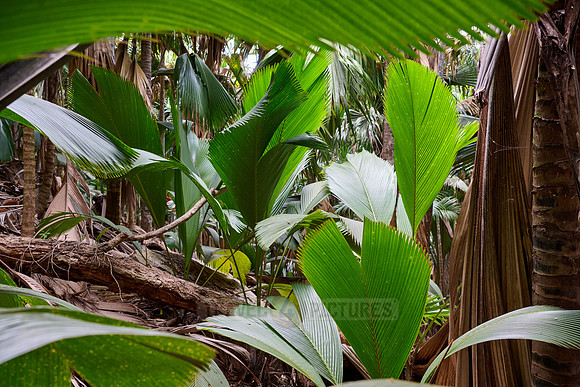 Vallee de Mai, Praslin