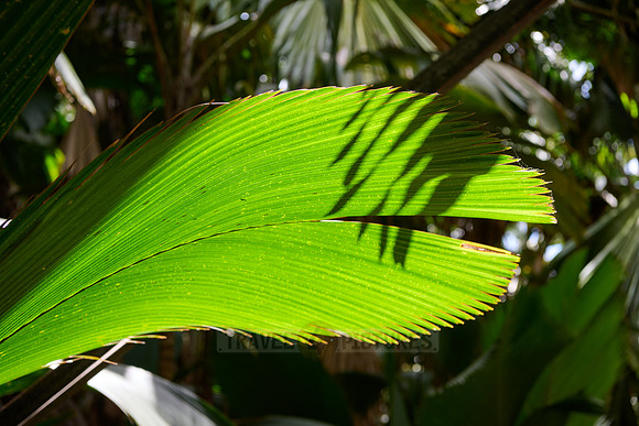 Vallee de Mai, Praslin