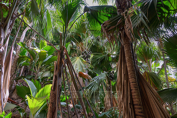 Vallee de Mai, Praslin