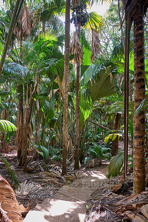 Vallee de Mai, Praslin