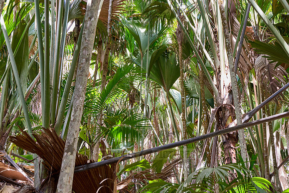 Vallee de Mai, Praslin