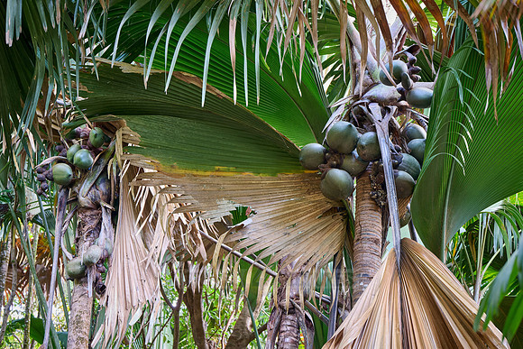 Vallee de Mai, Praslin