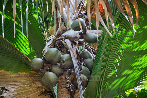 Huge nuts of Coco de mer palm tree in Vallee de Mai, Praslin