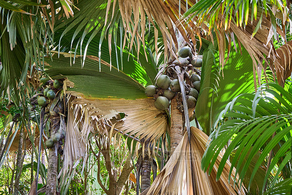 Vallee de Mai, Praslin