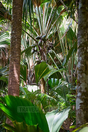Vallee de Mai, Praslin