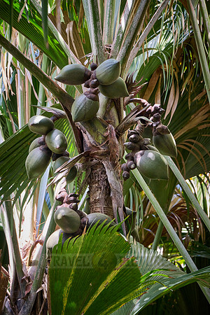 Huge nuts of Coco de mer palm tree in Vallee de Mai, Praslin