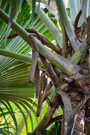 male part of Coco de mer plant in Vallee de Mai, Praslin
