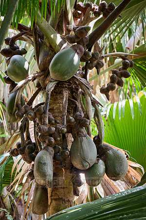 Huge nuts of Coco de mer palm tree in Vallee de Mai, Praslin