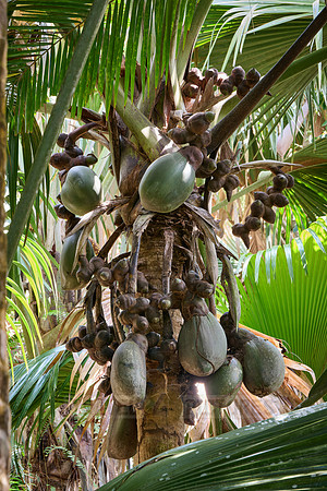 Huge nuts of Coco de mer palm tree in Vallee de Mai, Praslin