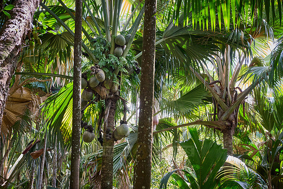 Vallee de Mai, Praslin