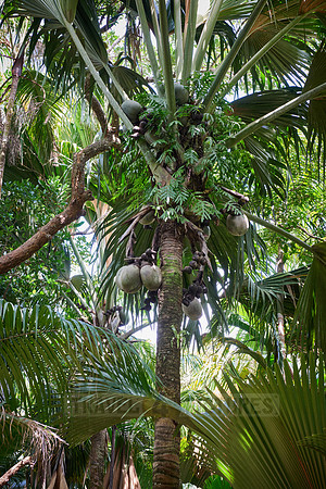 Vallee de Mai, Praslin