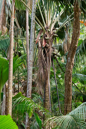 Vallee de Mai, Praslin