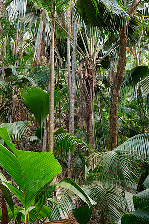 Vallee de Mai, Praslin