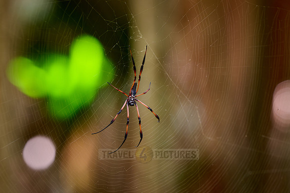 female Palm Spider or red-legged golden orb spider