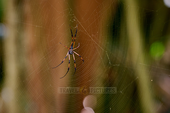 female Palm Spider or red-legged golden orb spider