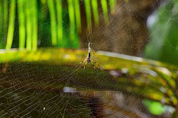 female Palm Spider or red-legged golden orb spider