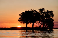 Trees at sunset, Botswana 06-2025