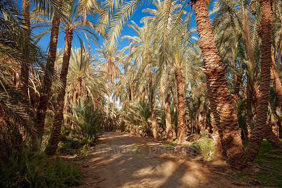 palms in Oasis Bahariya