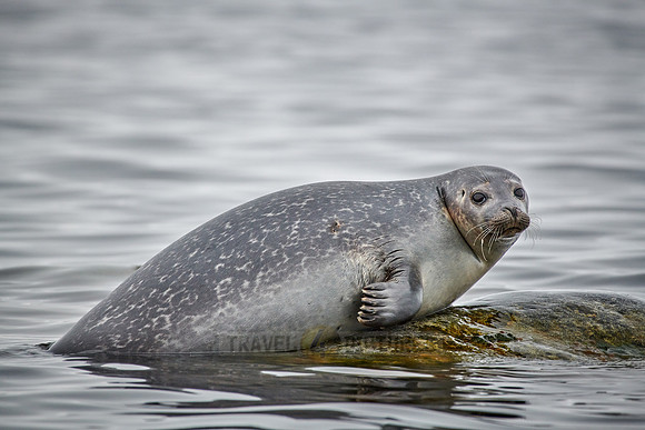 harbor seal (Phoca vitulina)