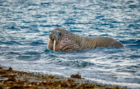 walrus (Odobenus rosmarus)