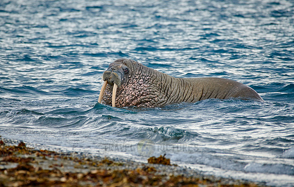 walrus (Odobenus rosmarus)