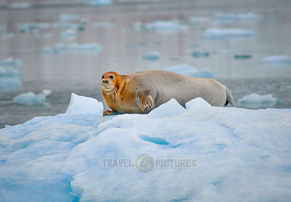 bearded seal (Erignathus barbatus)