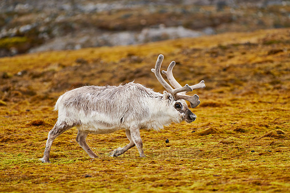 Svalbard reindeer (Rangifer tarandus platyrhynchus)