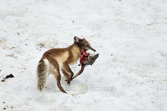 Arctic fox with summer fur and dead bird as a prey