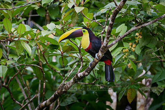 chestnut-mandibled toucan or Swainson's toucan