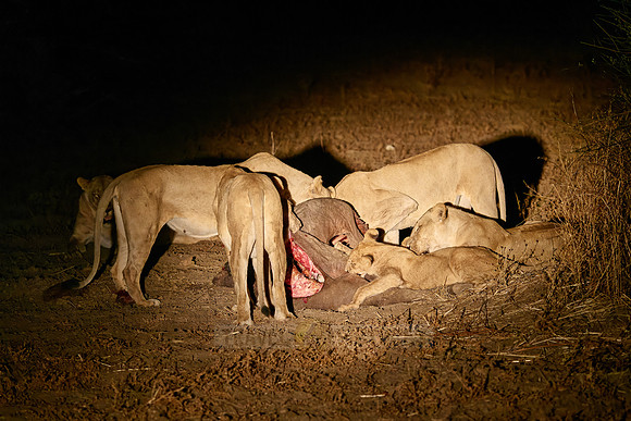 night shot pride of lioness (Panthera leo) at buffalo kill