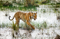 Bengal tiger (Panthera tigris tigris)