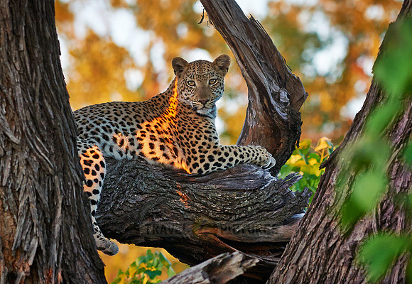 Leopard (Panthera pardus)