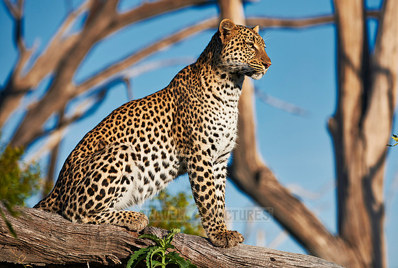 Leopard (Panthera pardus)