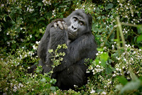 praying mountain gorilla