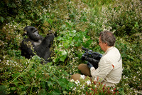 tourist with Mountain Gorilla