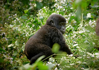 baby mountain gorilla