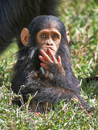 Newborn Common Chimpanzee
