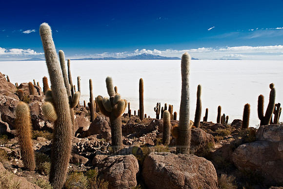 Inkahuasi Island, Salar de Uyuni