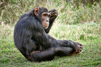 Common Chimpanzee, Pan troglodytes