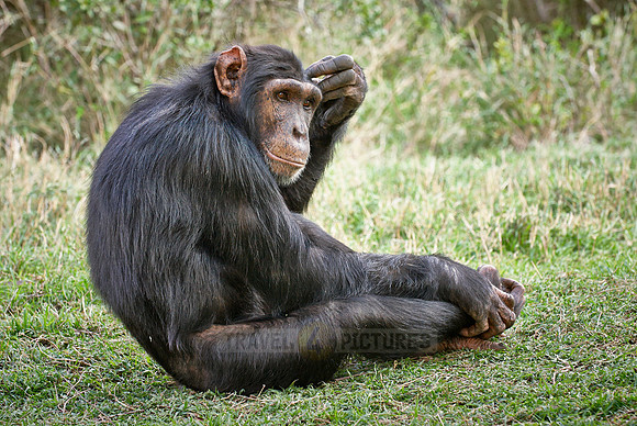 Common Chimpanzee, Pan troglodytes