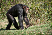 Common Chimpanzee, Pan troglodytes