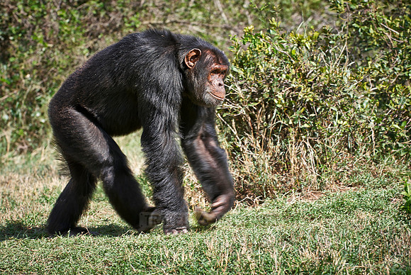 Common Chimpanzee, Pan troglodytes