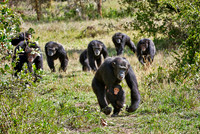 Common Chimpanzee, Pan troglodytes