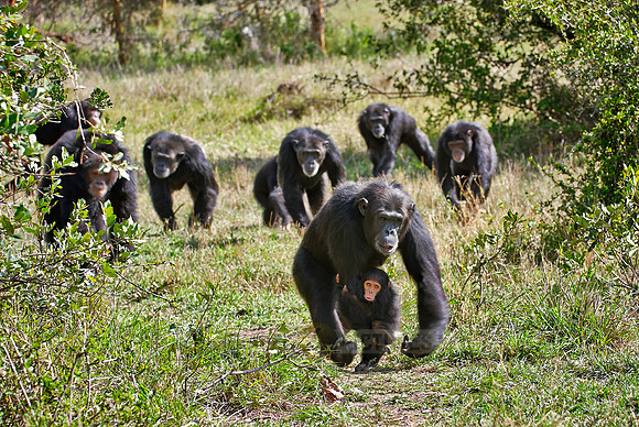 Common Chimpanzee, Pan troglodytes