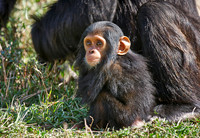 newborn Common Chimpanzee, Pan troglodytes