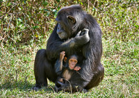 Common Chimpanzee, Pan troglodytes