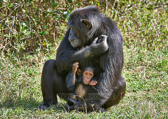 Common Chimpanzee, Pan troglodytes