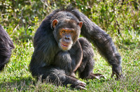 Common Chimpanzee, Pan troglodytes