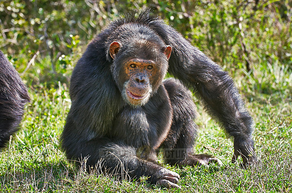 Common Chimpanzee, Pan troglodytes