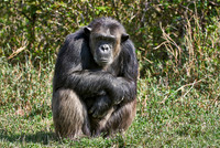 Common Chimpanzee, Pan troglodytes
